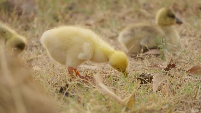 Yellow duckling and baby duck grass field with flock of wildlife nature outdoors spring, newborn gosling feeding dry grass with soft natural light, fuzzy yellow bird chick grass field outdoors with