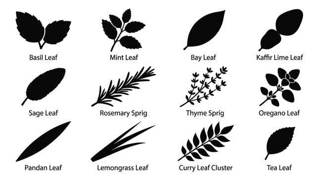  basil leaf silhouette  mint leaf silhouette  bay leaf shape  kaffir lime leaf double form  sage leaf silhouette  rosemary sprig silhouette  thyme sprig silhouette  oregano leaf silhouette 