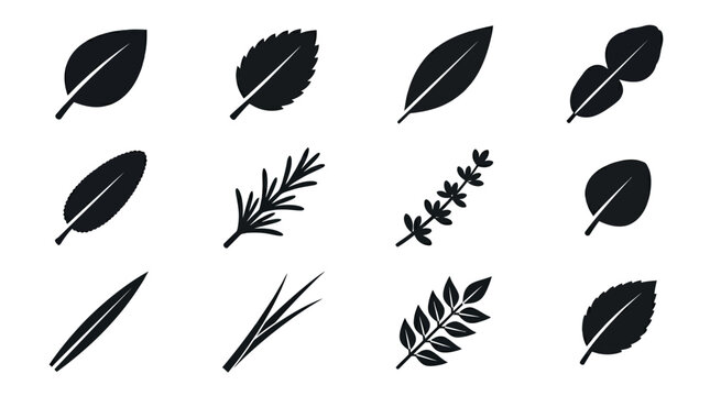  basil leaf silhouette  mint leaf silhouette  bay leaf shape  kaffir lime leaf double form  sage leaf silhouette  rosemary sprig silhouette  thyme sprig silhouette  oregano leaf silhouette 