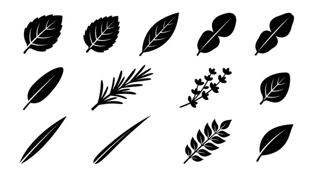  basil leaf silhouette  mint leaf silhouette  bay leaf shape  kaffir lime leaf double form  sage leaf silhouette  rosemary sprig silhouette  thyme sprig silhouette  oregano leaf silhouette 