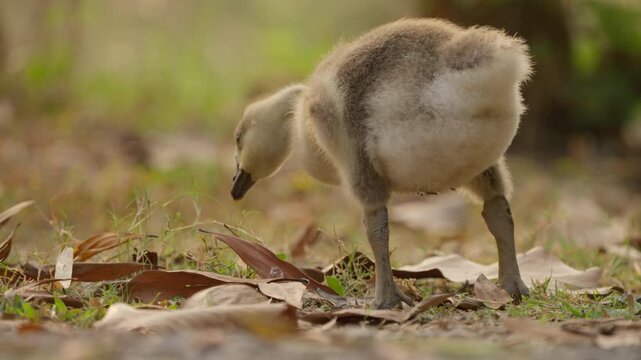 Young gosling chick foraging forest floor soft natural light, juvenile bird with down feather plumage and beak, baby goose feeding grass and leaf litter natural outdoor habitat, close view