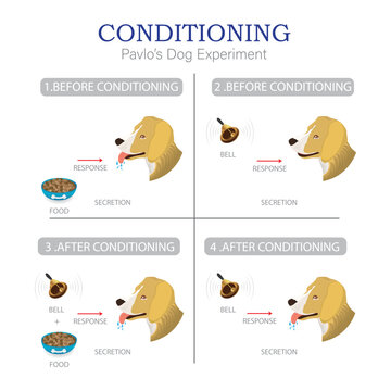 Classical Conditioning Diagram with Pavlov&rsquo;s Dog Experiment and Bell Stimulus Response. Pavlov's dog experiment illustration: conditioning and salivation response with classical condition.