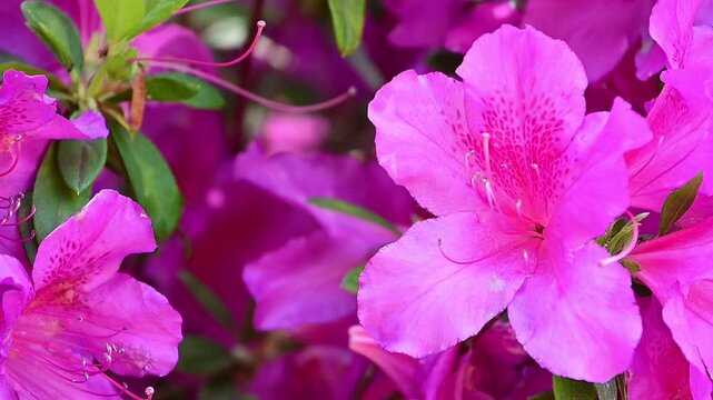 ツツジの花