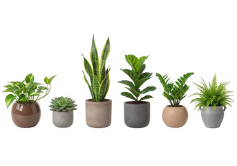 Fototapeta premium Six potted plants in a row on white isolated on transparent background