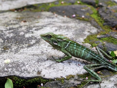 A detailed shot of a tropical agamid lizard showcasing its intricate scale patterns, spiky crest, and sharp eyes against a blurred backdrop.