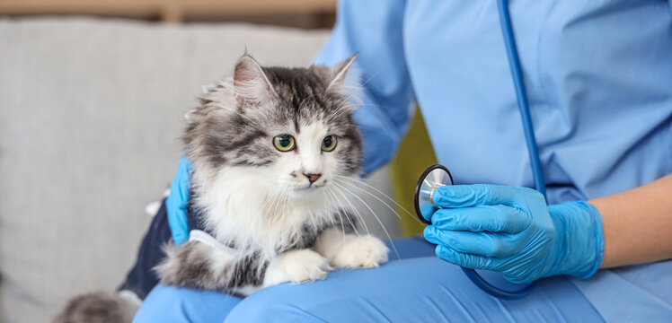 Female veterinarian with stethoscope and cute cat after sterilization in vet clinic