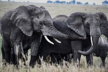 Fototapeta premium Two large gray elephants in herd in Tanzania 