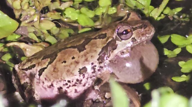 Male Tree Frog Mating Call, Detailed Profile View of Inflated Vocal Sac and Bellyㅡ
Part 4 : After croaking with all its might for over 40 seconds, the frog maintains its inflated vocal s
