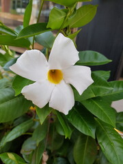 Naklejka premium Mandevilla boliviensis (white dipladenia, Bolivian mandevilla) with five broad white petals and a yellow center, thriving among glossy green leaves in a sunlit garden setting.