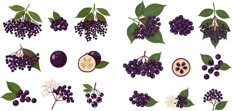 Set of black elderberry and aronia berries with leaves and flowers, whole and cut, isolated on white background.