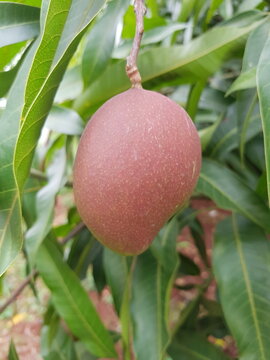 Mangifera indica (mango, Indian mango) with reddish-purple speckled skin hanging from a short stem, thriving among glossy green leaves in a sunlit natural setting.