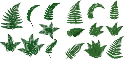 Set of green fern leaves, vector illustration on white background, various shapes and sizes. © Akun