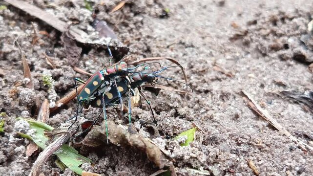 Cicindela aurulenta, common name blue spotted or golden-spotted tiger beetle is mating, the characteristics of the male are that the tiger is rather small with a straight line on its bright brown back