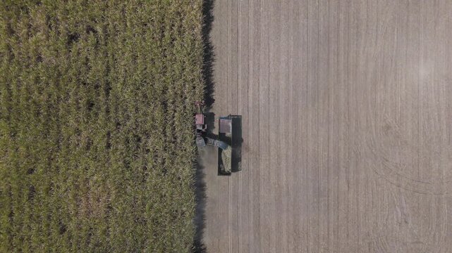 Drone footage of tractors and trucks harvest sugarcane on a farm to process it into sugar. Farming without burning