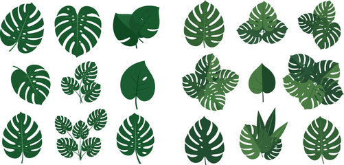 Set of various tropical monstera leaves and other green foliage elements on a white background. © Akun