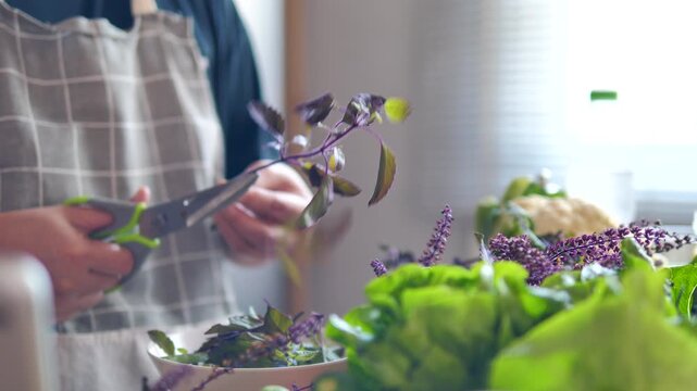 Close up shot of a woman in an apron using kitchen scissors to trim organic holy basil leaves from the stem for healthy home cooking
