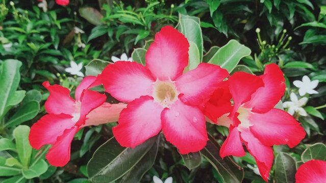 Desert Rose (Kamboja Jepang). Standing out against a lush backdrop of deep green foliage, a trio of brilliant pinkish-red blossoms