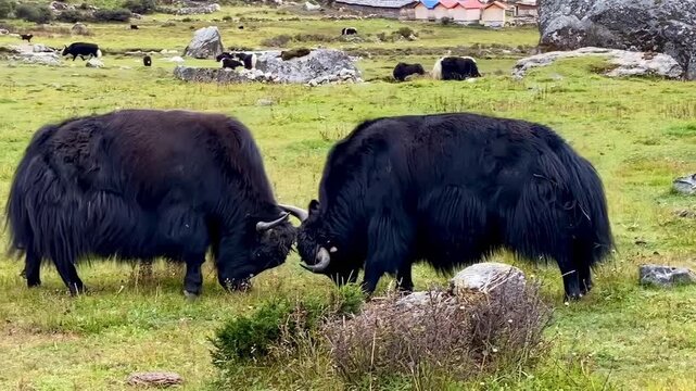 Two yaks clash in a dramatic fight near Kanchenjunga Base Camp, Nepal, showcasing Himalayan wildlife, mountain culture, and rugged high-altitude landscapes.