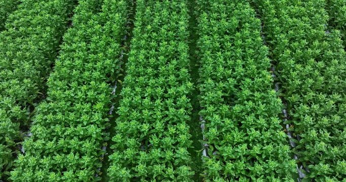 Green stem lettuce crops in garden