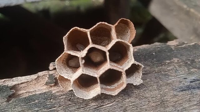 White wasp larvae inside a hexagonal wasp nest.