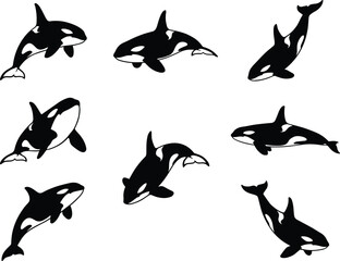 Orca killer whale silhouette vector set marine wildlife mammal swimming aquatic animal design elements © AKTAR