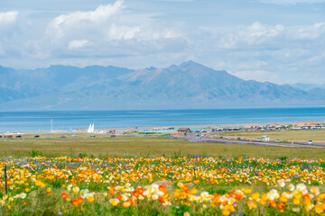 Fototapeta premium Beautiful blooming poppy flower fields at sayram lake in Xinjiang, China