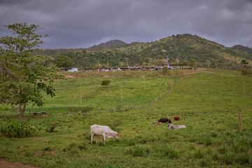 Obraz premium Pasture-Raised Cattle Grazing in Lush Tropical Farmland