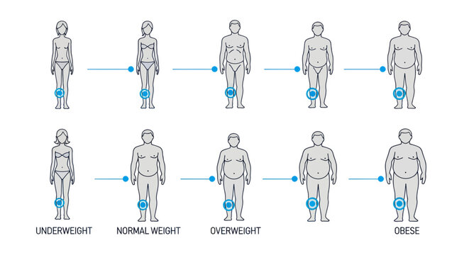 Body Mass Index Chart: Underweight to Obese Human Body Types