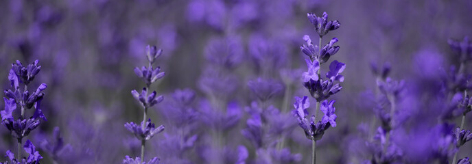 Fototapeta premium Beautiful Lavender Field with Purple Flowers in Natural Daylight