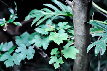 grape plant, Grape Vine or VITIDACEAE or Vitis vinifera or Vitis vinifera Linn © jobrestful