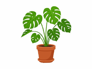 Monstera Deliciosa Houseplant in Clay Pot Over Plain White Background © dean