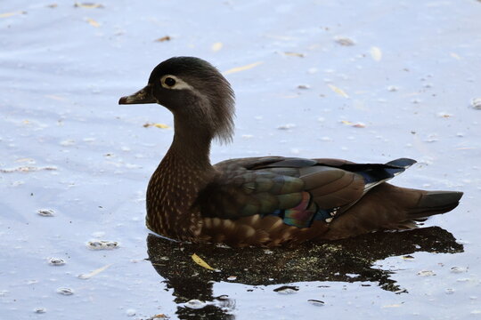 famale wood duck 