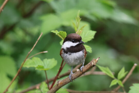 chestnut 
