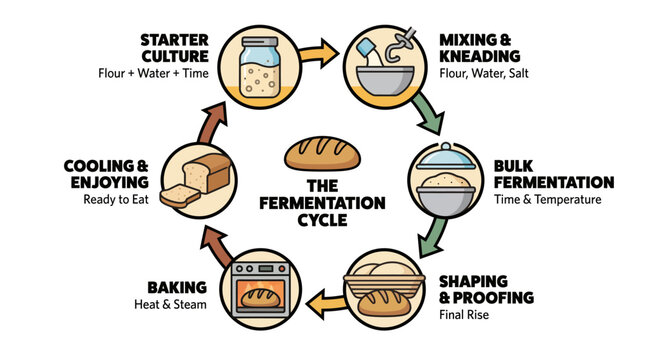Detailed infographic on the complete bread fermentation cycle, showcasing the step-by-step process of artisan bread making from starter culture to a freshly baked loaf