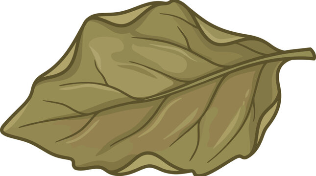 Cartoon Dry Leaf Vector Illustration