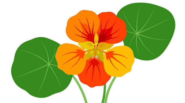 Orange and Yellow Nasturtium Flower with Green Leaves