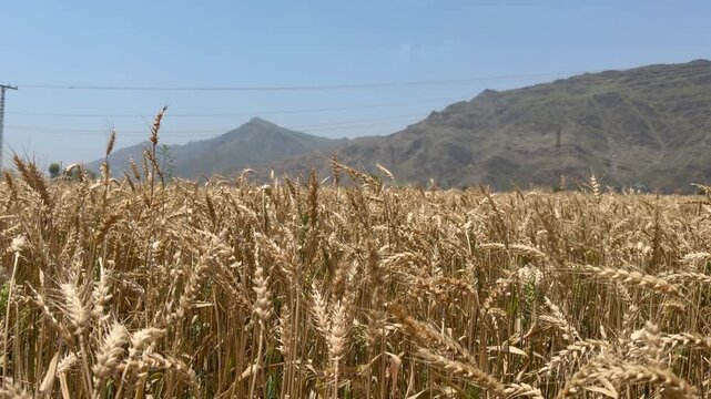 Golden wheat fields stretch beneath rugged mountains, harvest ready, nature and farming coexist in Swat Valley&rsquo;s landscape.