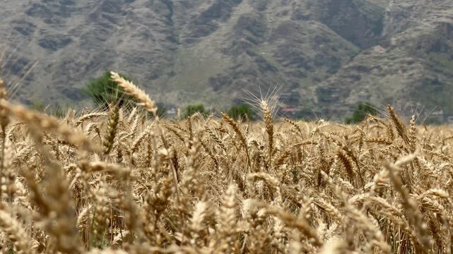 Golden wheat fields stretch beneath rugged mountains, harvest ready, nature and farming coexist in Swat Valley&rsquo;s landscape.
