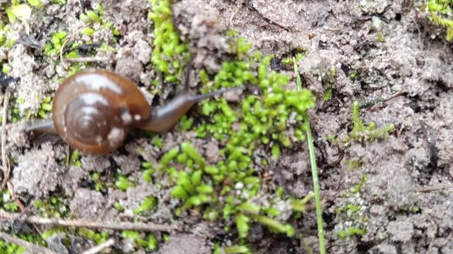 Close up of small land snail, helix camelina (Oxychilus camelina) moving slowly on the ground, Cyprian Glass Snail (Oxychilus cyprius)
