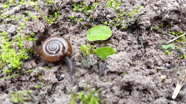 Close up of small land snail, helix camelina (Oxychilus camelina) moving slowly on the ground, Cyprian Glass Snail (Oxychilus cyprius)