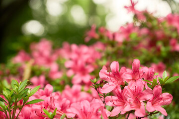 初夏の日差しを浴びて鮮やかに咲くサツキのピンク色の花。手前の花にピント。 © Tokuyiro