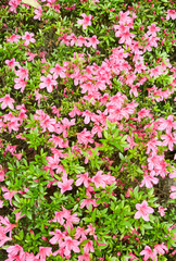 Fototapeta premium 初夏の日差しを浴びて鮮やかに咲くサツキの花の背景素材