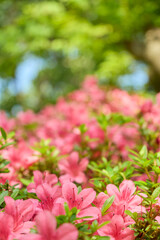 Obraz premium 初夏の日差しを浴びて鮮やかに咲くサツキのピンク色の花。手前の花にピント。