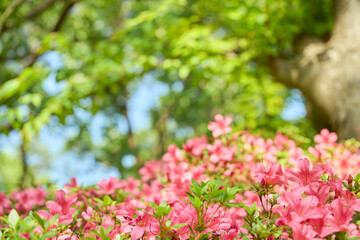 Obraz premium 初夏の日差しを浴びて鮮やかに咲くサツキのピンク色の花。手前の花にピント。