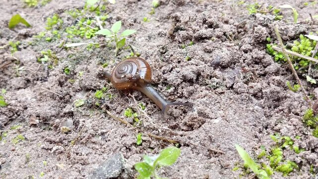 Close up of small land snail, helix camelina (Oxychilus camelina) moving slowly on the ground, Cyprian Glass Snail (Oxychilus cyprius)