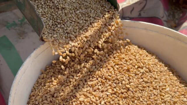 Threshing machine separates wheat, golden grains cascade into sack after grading.