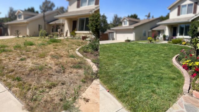 Before and after comparison of residential front yard landscaping transformation featuring dry patchy grass changed into a lush green lawn with decorative stone edging and vibrant garden plants 