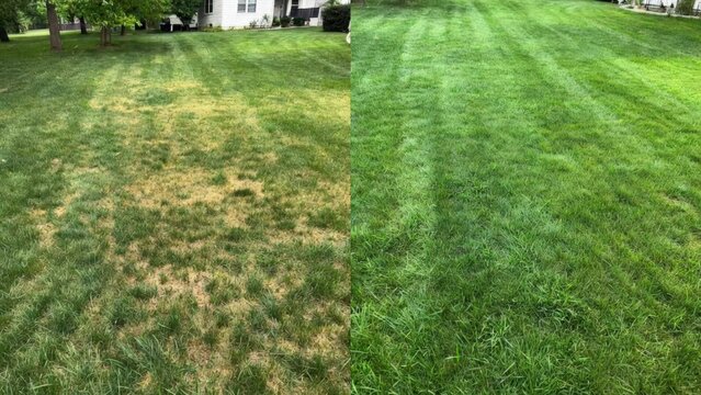 Before and after comparison of residential front yard landscaping transformation featuring dry patchy grass changed into a lush green lawn with decorative stone edging and vibrant garden plants 