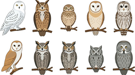 Owl Collection Vector Illustration Featuring Barn Owl Snowy Owl and Cartoon Forest Bird Species Perched on Branches © Jahangir
