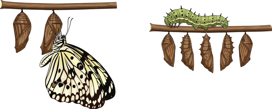 Metamorphosis of butterfly life cycle stages with green caterpillar and chrysalis cocoons on wooden branch vector illustration